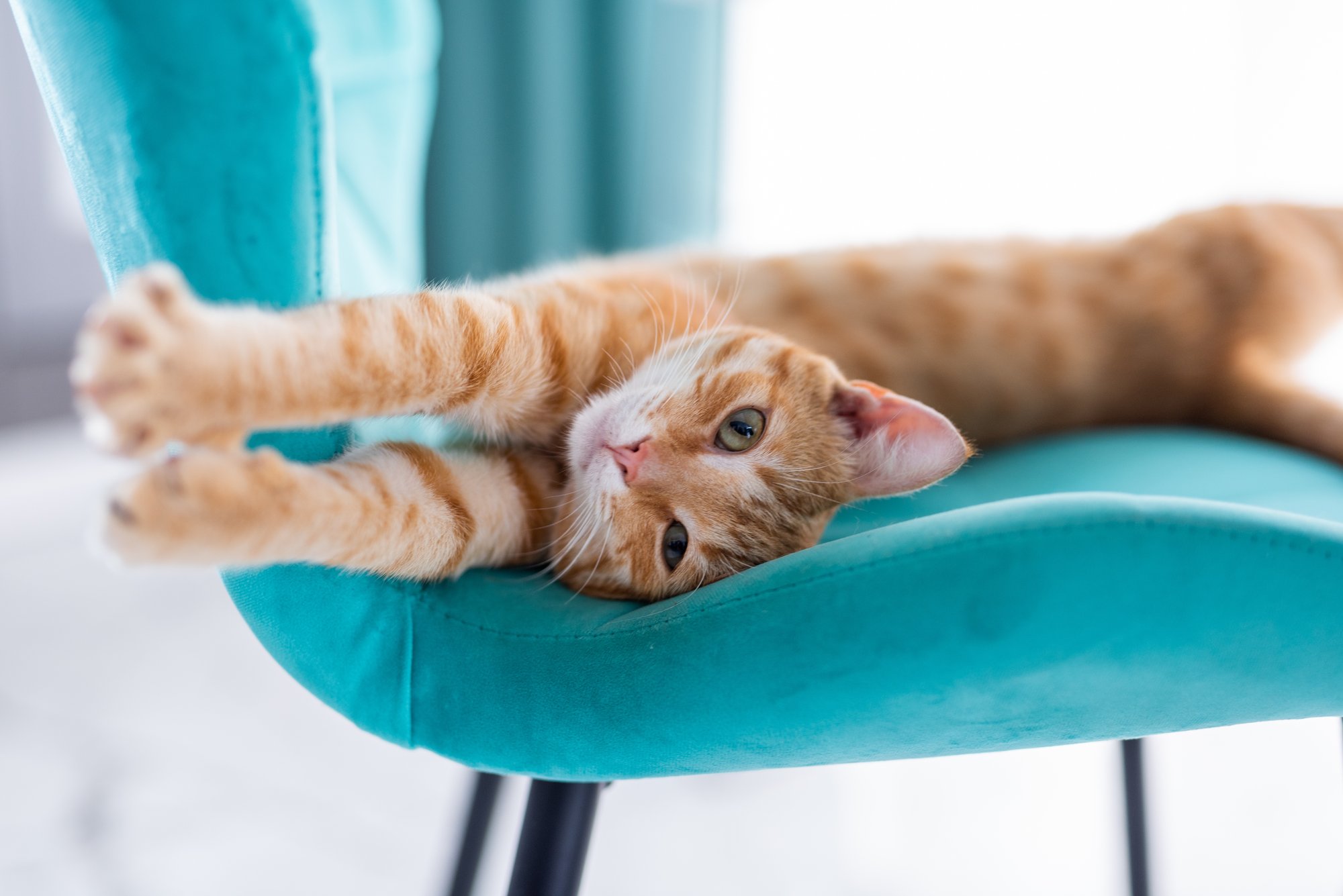 beautiful-ginger-cat-stretching-velvet-blue-chair